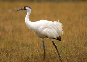 The Whooping Crane: a source of drama and mystery.[ photo courtesy of International Crane Foundation.] 