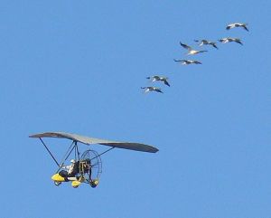 2009 photo of cranes following an ultralight; by Tim Ross; at Wikimedia Commons.