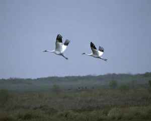 WCEP seeks to track all of its whooping cranes - 100 in the Eastern Migratory Population and 27 in Louisiana; very challenging once they are released into the wild. (Photo from Wikimedia Commons)