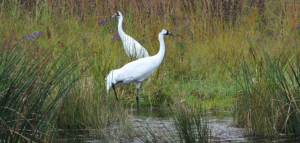 Whooping crane pairs in captive populations are carefully matched with the goal of genetic diversity driving the decision. This  pair was photographed at the International Crane Foundation, by Joel Trick, used courtesy of WCEP.