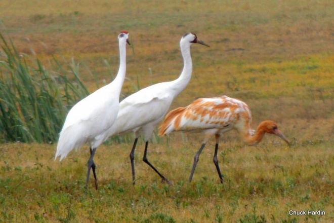 A family of whooping cranes belonging to the Aransas/Wild Buffalo population (photo by Chuck Hardin, courtesy of "Friends of the WIld Whoopers") 