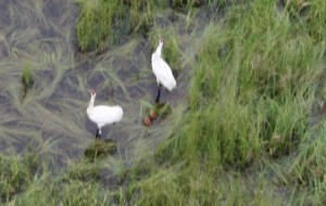 A USFWS photo of a whooping crane pair with two tiny chicks at Necedah NWR in 2010.