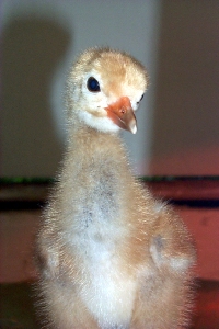A 5-day old whooping crane chick! (Photo by Damien Ossi, courtesy of Patuxent Wildlife Research Center)