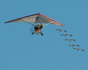 Whooping Cranes following an Operation Migration ultralight.  (2010 Photo by Carole Robertson, used at the Wikipedia page for St Mark's National Wildlife Refuge.)