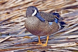 640px-Blue-Winged_Teal