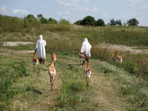Whooping crane caretakers with chicks following; at the Itnerantional Crane Foundation . (Photo by ICF staff)