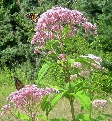 Two Monarchs perched on the flower heads of a Joe Pye Weed plant.