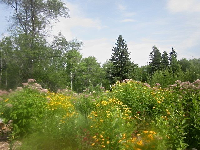 The Monarch Waystation garden in the meadow adjacent to White Cedar Nature Center, off Bluff Road, in the park.