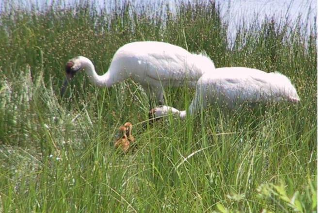  Can we keep whooping cranes like this safe from predators? Photo by Richard Urbanek, USFWS; Photo is in the Public Domain. 